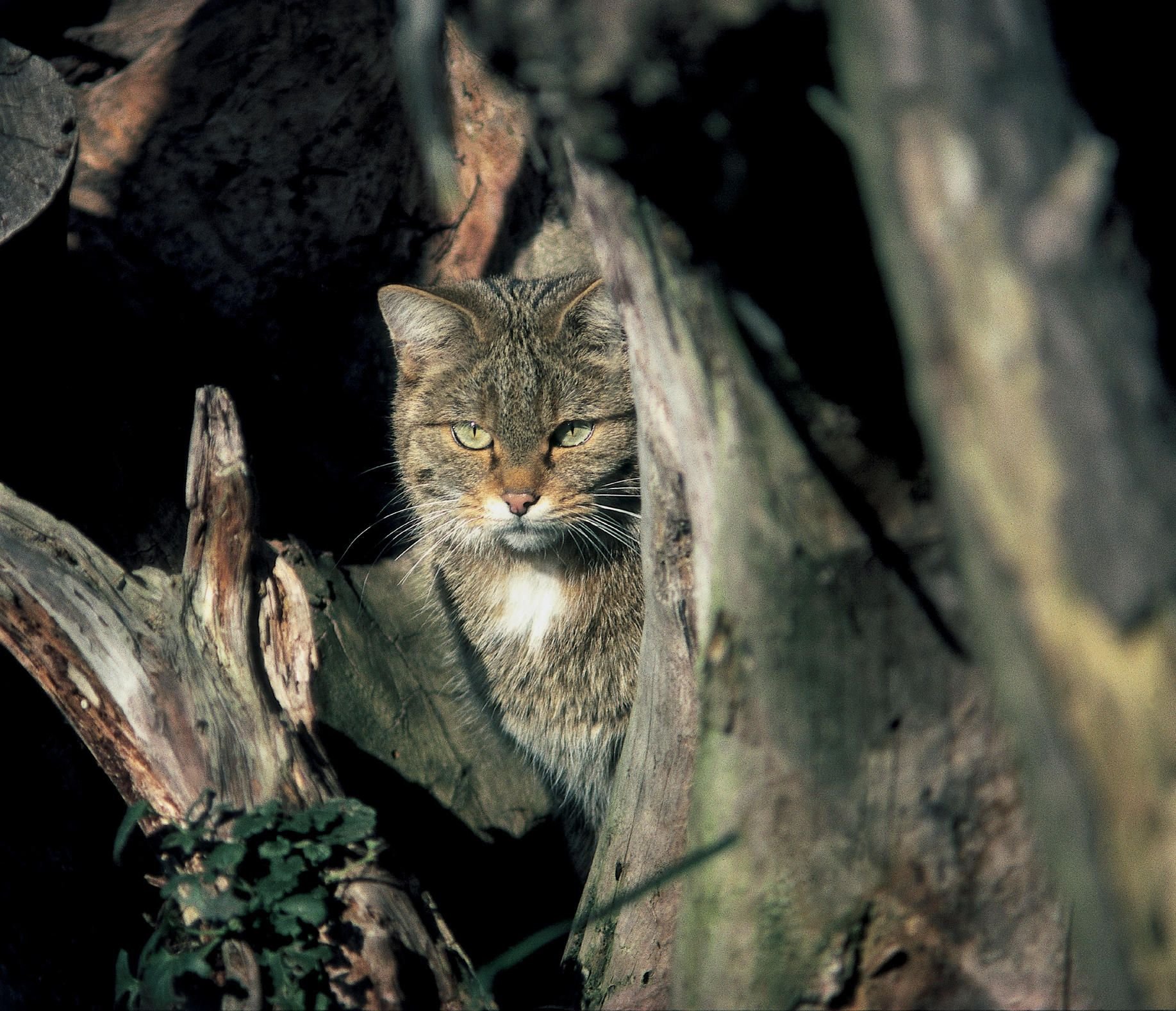 Top-Trails-Eifelsteig-Wildkatze-Nationalpark-Eifel