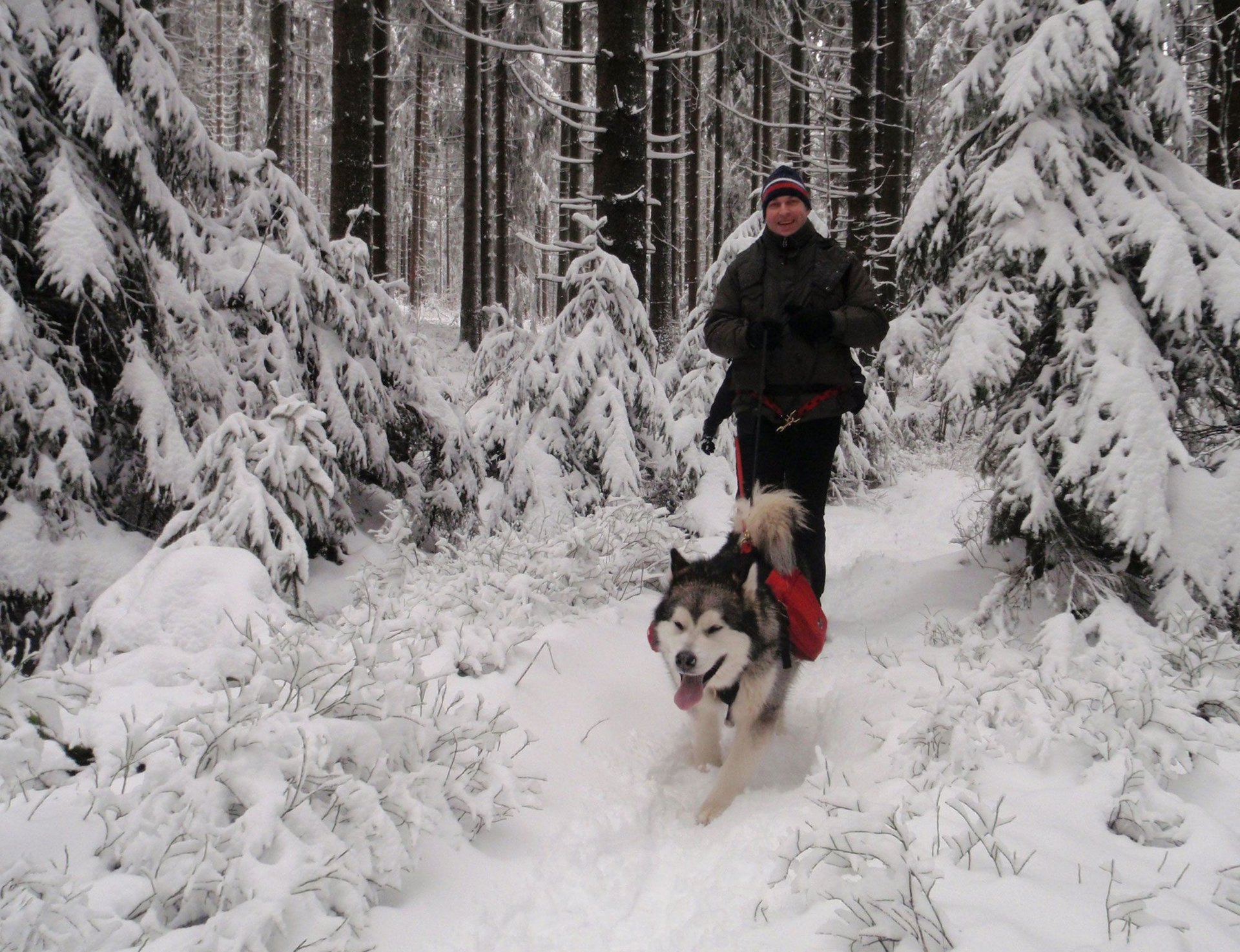 Top Trails, Harzer-Hexen-Stieg, Schlittenhunde, Husky-Tourky