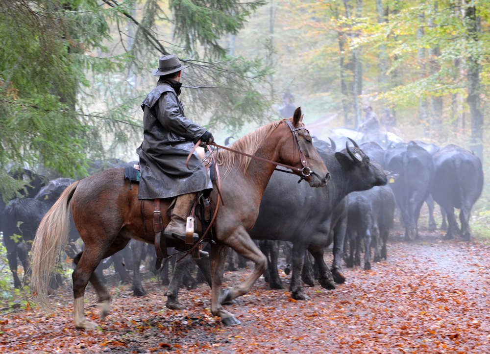 Top-Trails-Albsteig-Albbueffel