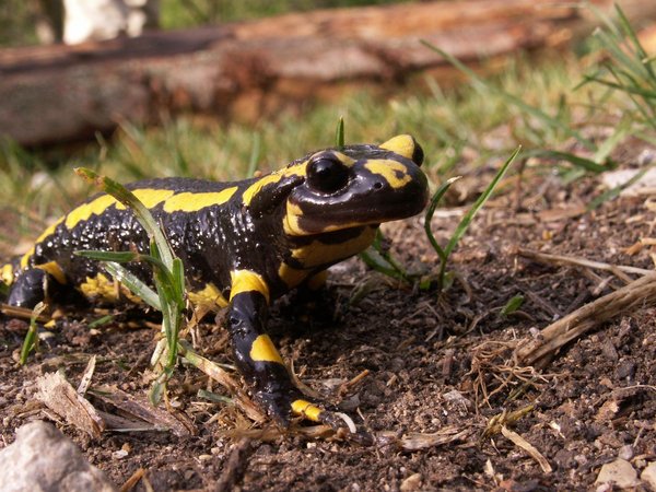 Top-Trails-Schluchtensteig-Schwarzwald-Feuersalamander