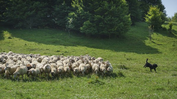 Top-Trails-Albsteig-Wanderschaefer-3