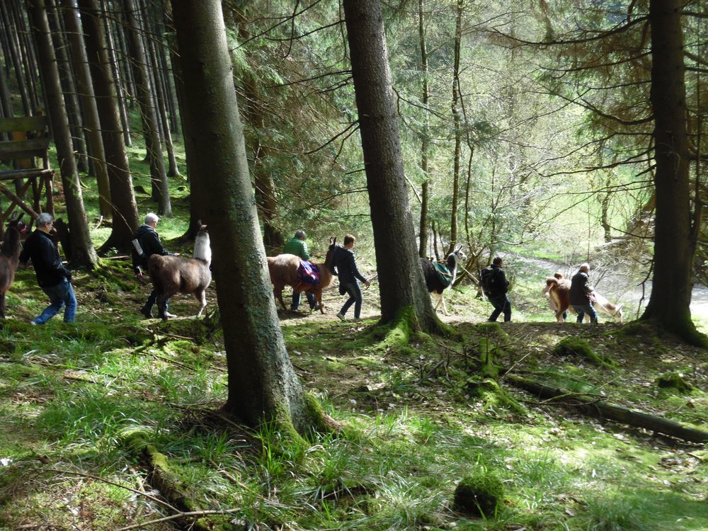 Top-Trails-Rothaarsteig-Lama-Trekking